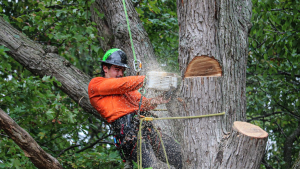 Emergency Tree Services Emergency Tree Services