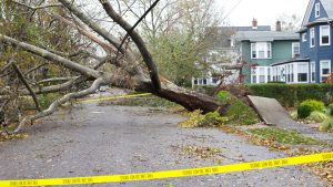 Top 5 Warning Signs of a dangerous tree on your property