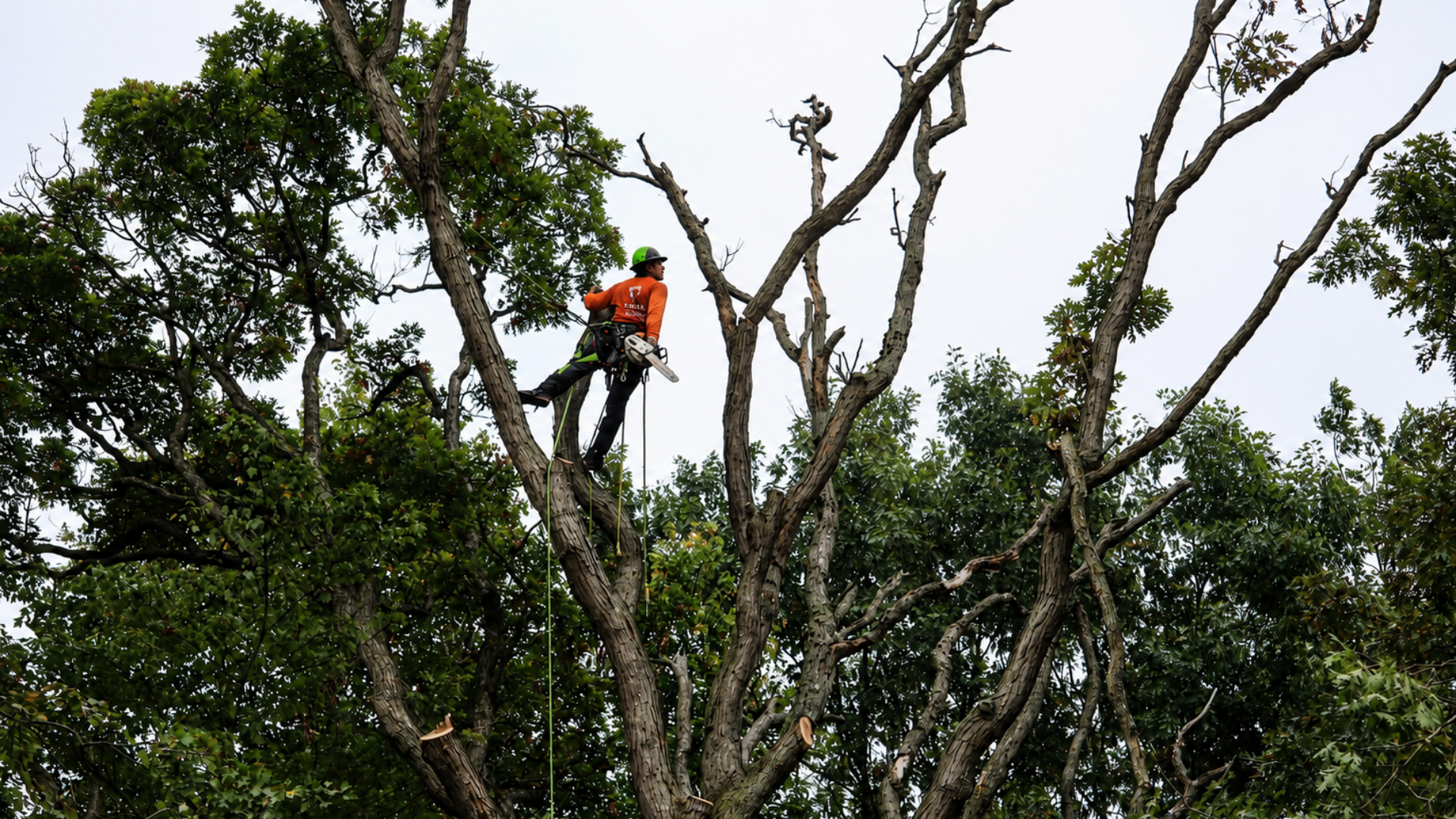 Tree Trimming & Pruning